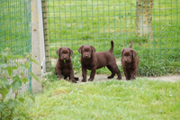 chiot labrador chocolat